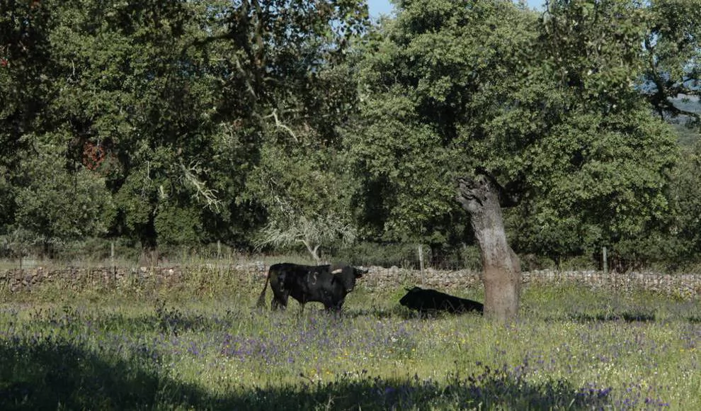 COAG Salamanca exige la mejora del servicio de retirada de animales muertos en la provincia 