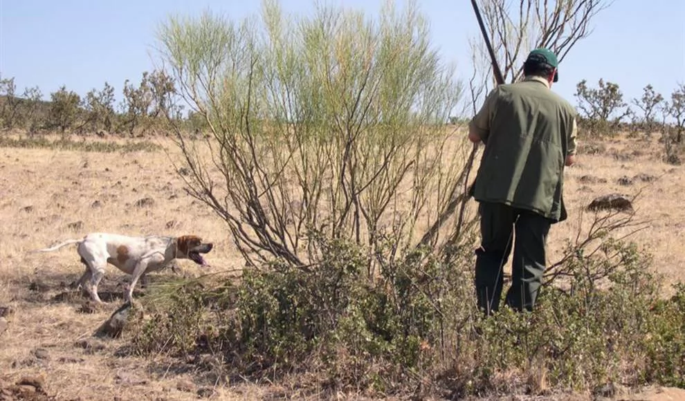 Un jabalí herido ataca a un cazador en Yanguas 