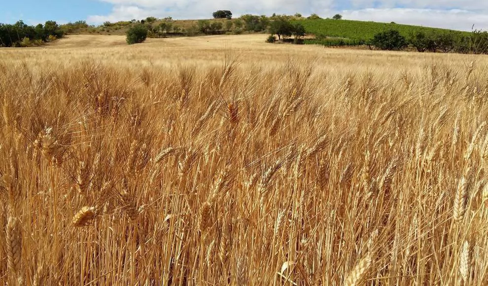 El calor da la puntilla a un mal año en el campo: una cosecha "muy negativa" de cereal y costes inasumibles