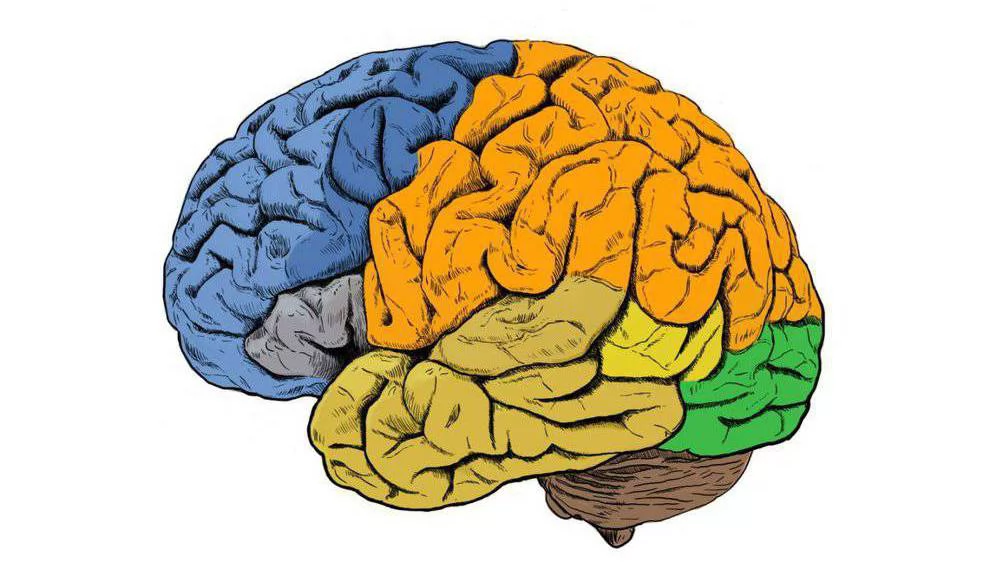 Un estudio identifica el momento que el cerebro deja de sentir dolor durante la anestesia