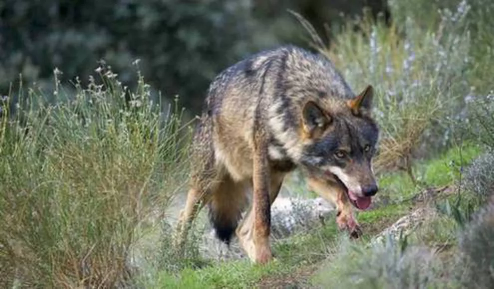 Las ganaderías de Castilla y León sufren un ataque de lobo cada tres horas