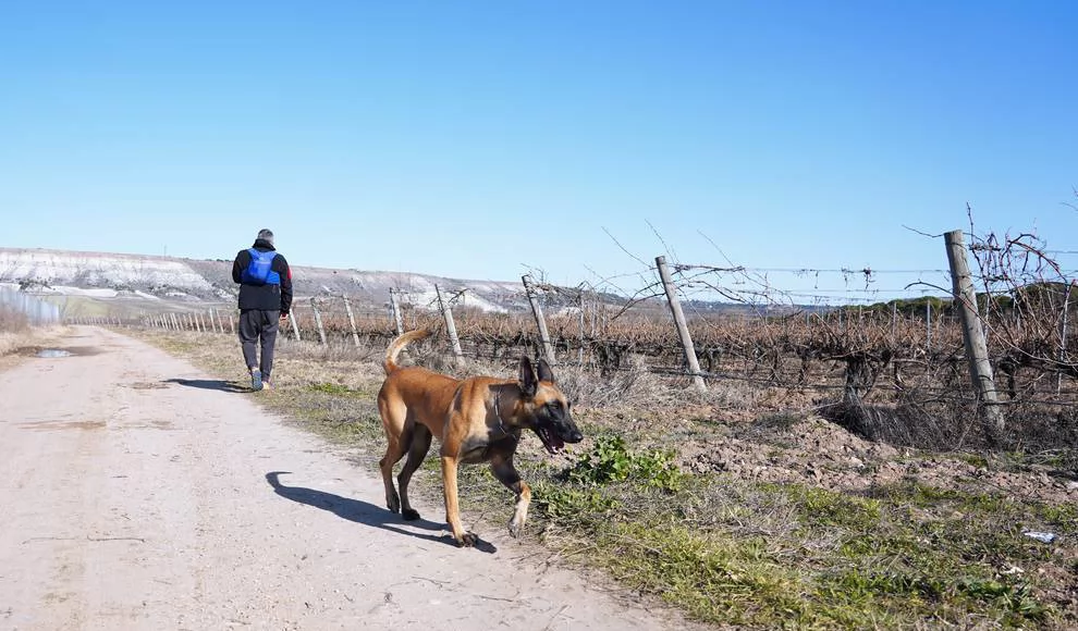 Un estudio demuestra que tener mascotas está relacionada con un menor deterioro de la cognición a lo largo del tiempo