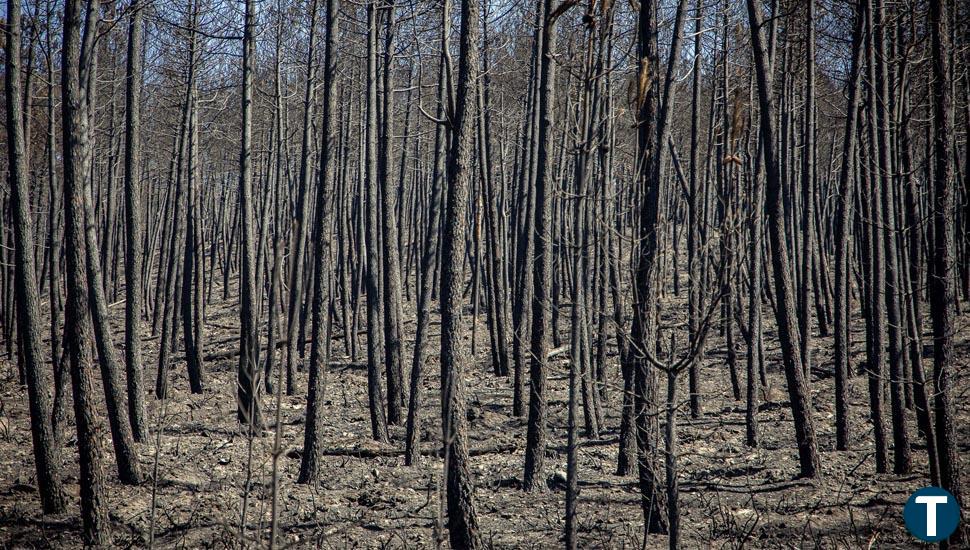 'Yo paro por mi pueblo': la Revuelta de la España Vaciada llama a la movilización para reclamar otro modelo de gestión forestal