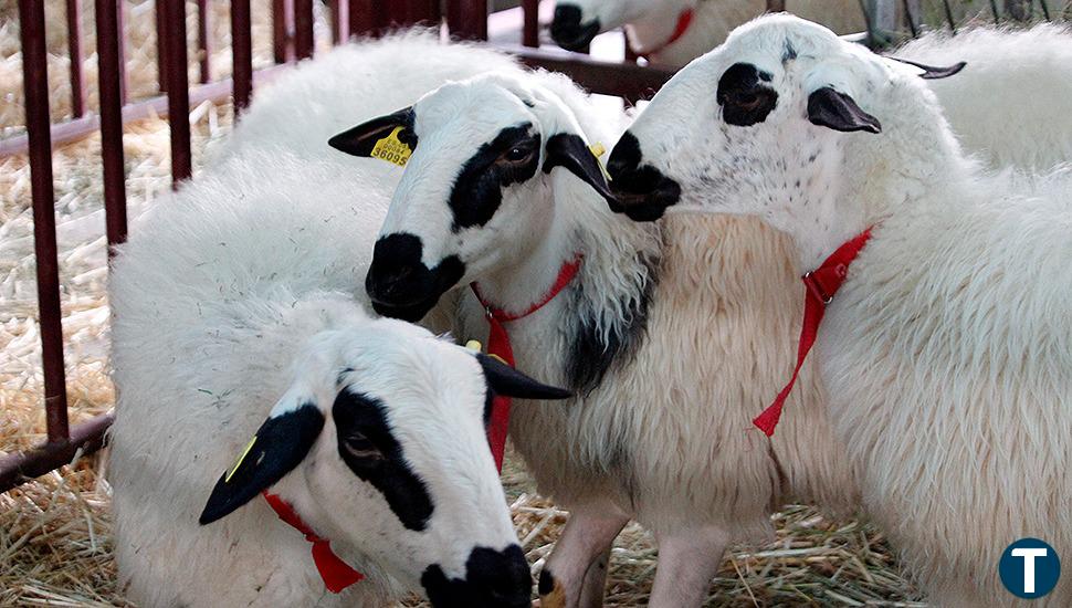 Los ganaderos de Ciudad Rodrigo alzan la voz contra la orden de vacunar a 370.000 animales contra la lengua azul