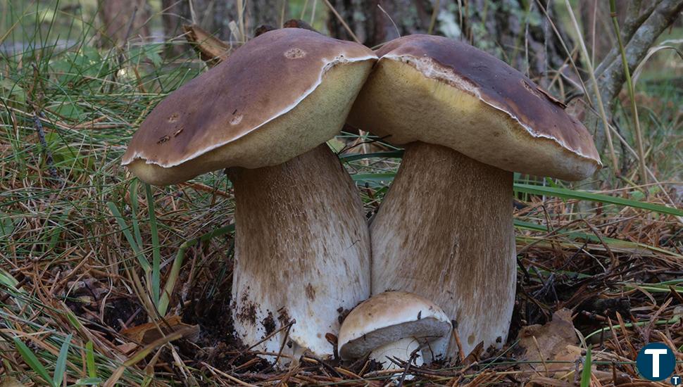 Los bosques de Salamanca y Ávila acumulan las mayores producciones de setas este otoño