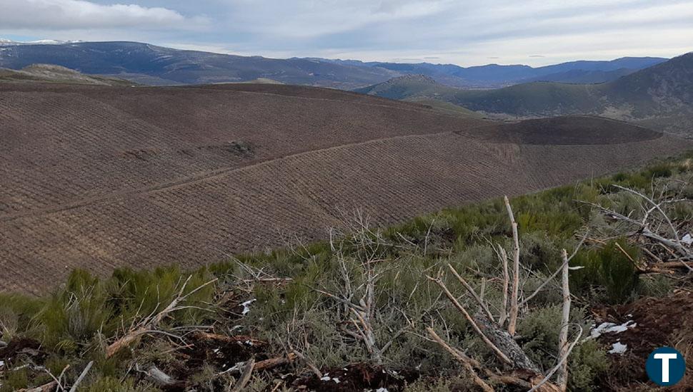 El estado de los bosques de Castilla y León: buena salud con las amenazas de la sequía y los incendios