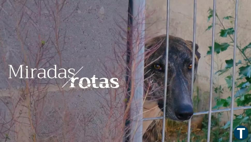 La Junta sensibilizará durante un mes sobre el abandono animal con la campaña audiovisual 'Miradas rotas'   