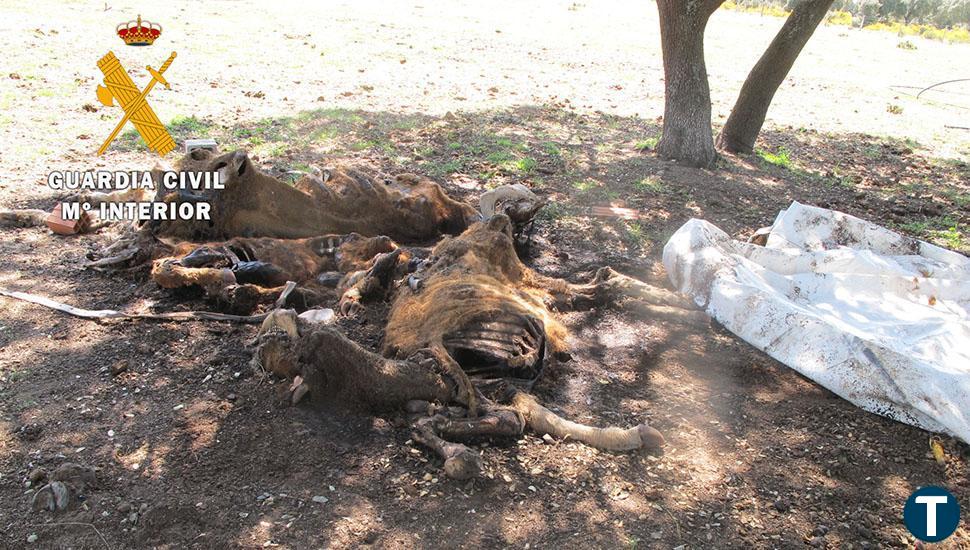 Hallan varias reses muertas y 30 animales desnutridos en una finca de Doñinos de Ledesma