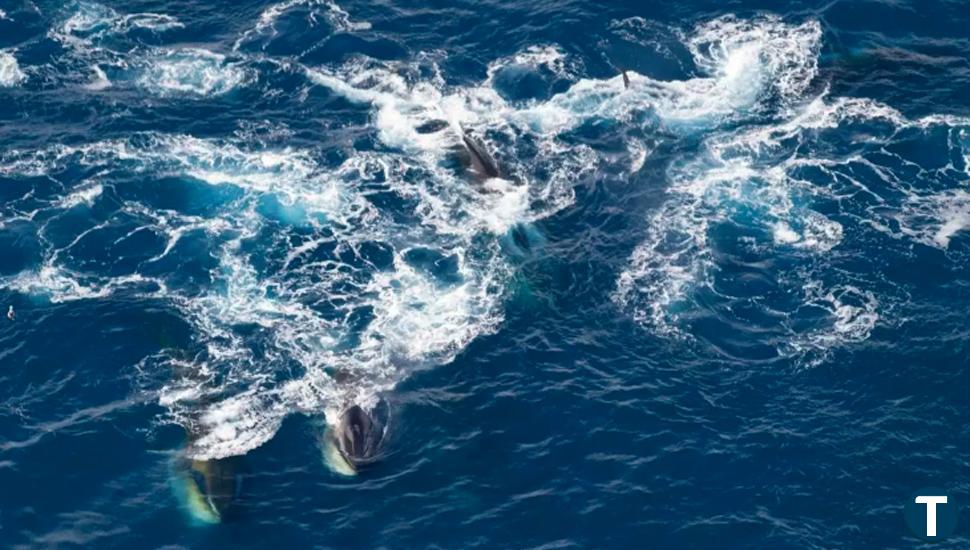 Captan 150 ballenas juntas para comer, récord desde el fin de su caza