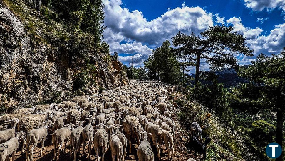 Rebaños contra el fuego: 15 millones de cabras y ovejas para limpiar el bosque y evitar incendios