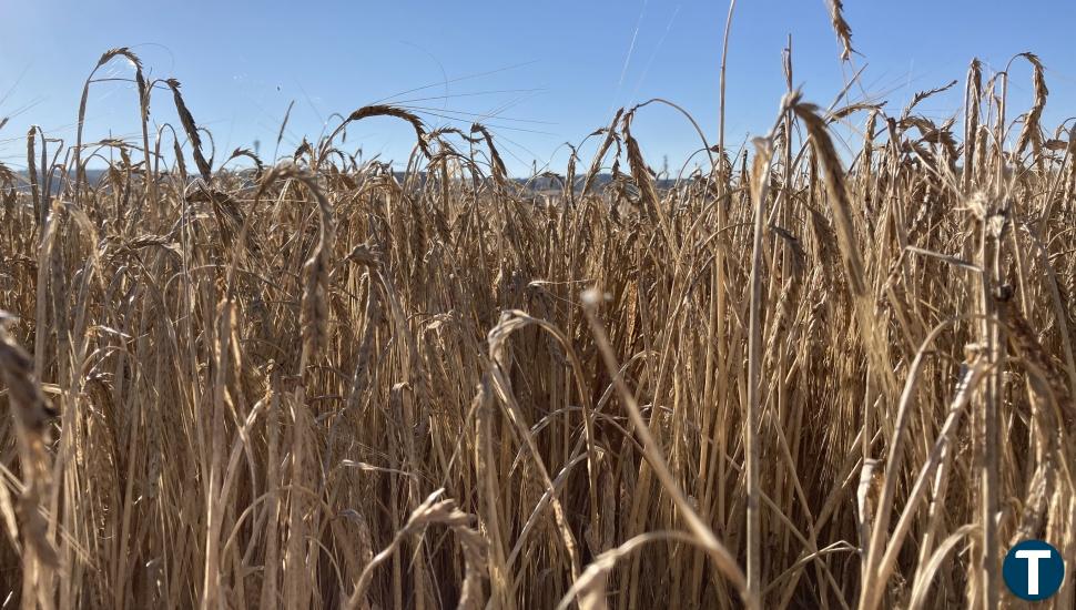 La cosecha de cereal de Castilla y León se estima en 5 millones de toneladas, un 34% menos que el año pasado   