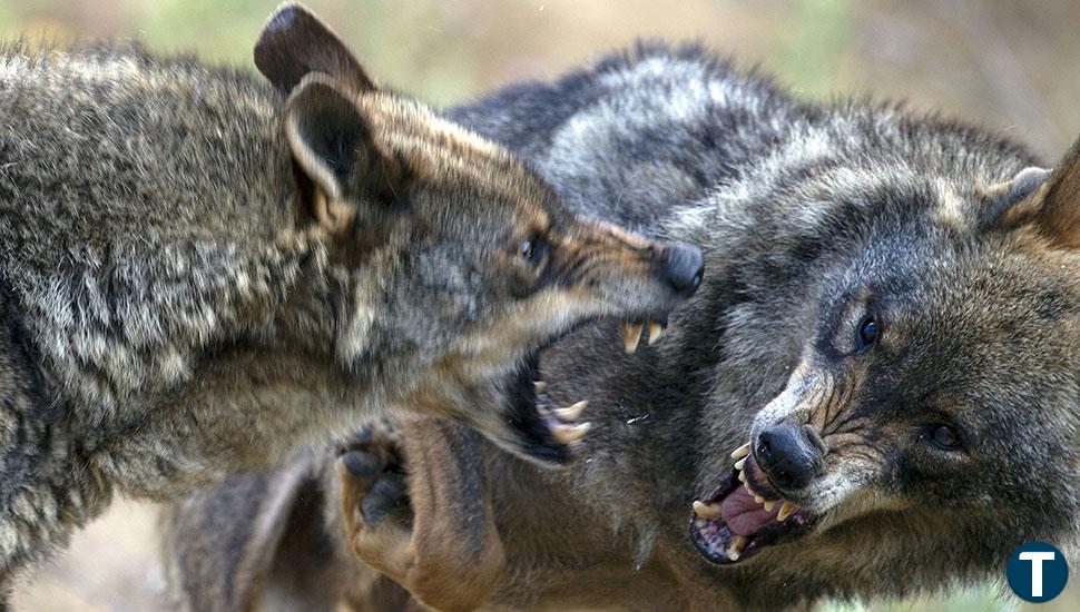 El Tribunal Constitucional anula los artículos de la ley de Castilla y León que permitían dar muerte al lobo