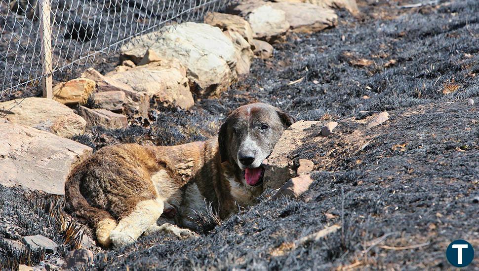 La ola de fuego que arrasa Castilla y León vivió su día más trágico con otra víctima y 4.000 evacuados