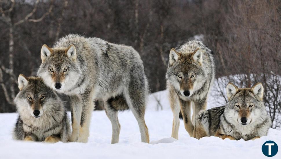 Un estudio del CSIC determina que la población del lobo es "desfavorable, con dinámicas recurrentes de asentamiento de extinción en el tiempo"