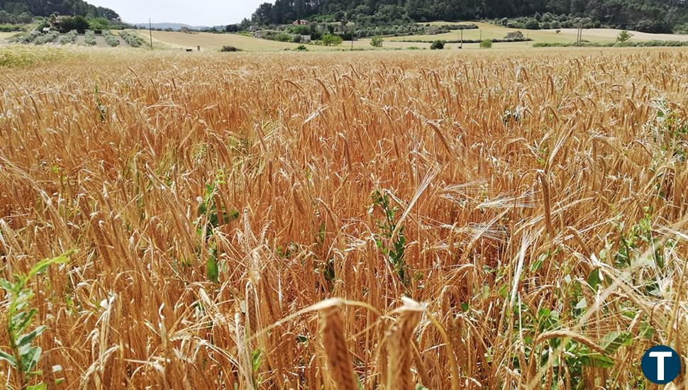 La cosecha de cereales alcanzará los 18 millones de toneladas, un 23% menos que en los últimos años