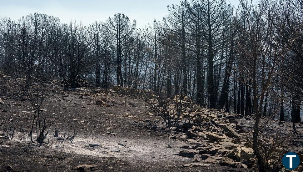 La Junta destina 800.000 euros para alimento y agua de explotaciones ganaderas afectadas por los incendios