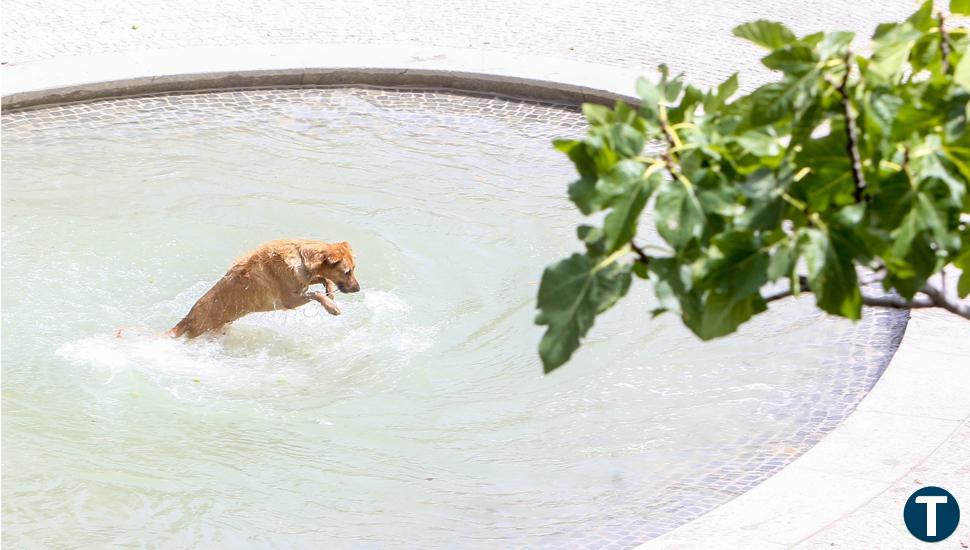 Consejos para proteger a tus mascotas durante las olas de calor