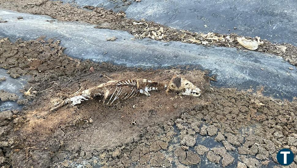 Encuentran un cementerio de perros con cadáveres y centenares de huesos en una balsa agrícola de Aldeanueva de Figueroa