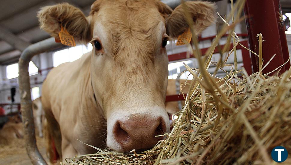 La interprofesional del vacuno muestra en Salamaq cómo sería un mundo sin vacas