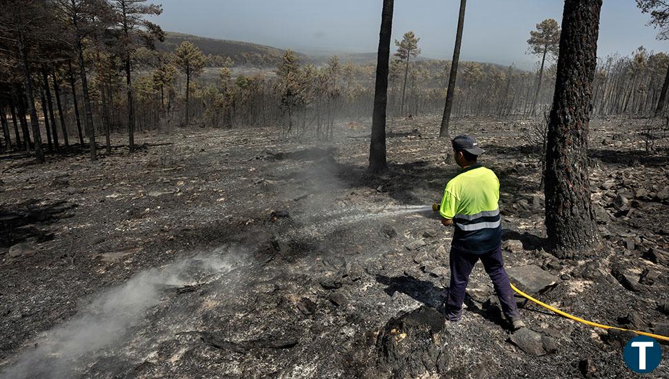 ¿Cuánto vale la madera quemada en los incendios de Salamanca? Al menos 3,66 millones de euros, según la Junta