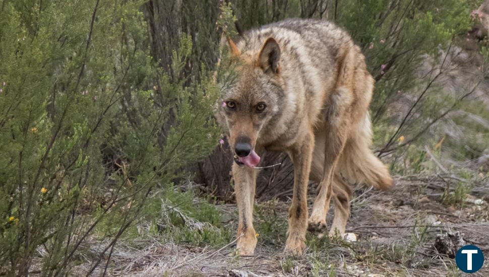 Castilla y León, junto a otras tres comunidades, piden a Bruselas que reconsidere la protección del lobo   