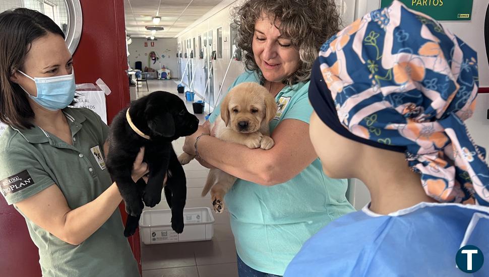 Los perros guía de la ONCE cumplen el deseo de Alba, una niña con cáncer 