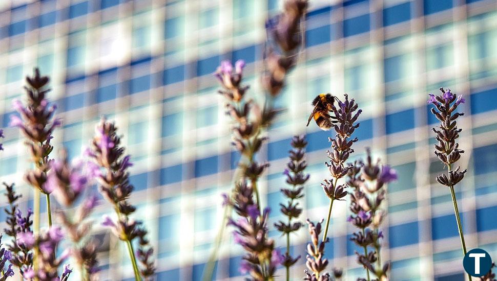 'Polinizando Salud' y 'Piedra y naturaleza' ganan el II Concurso de fotografía Savia-LIFE Vía de la Plata 