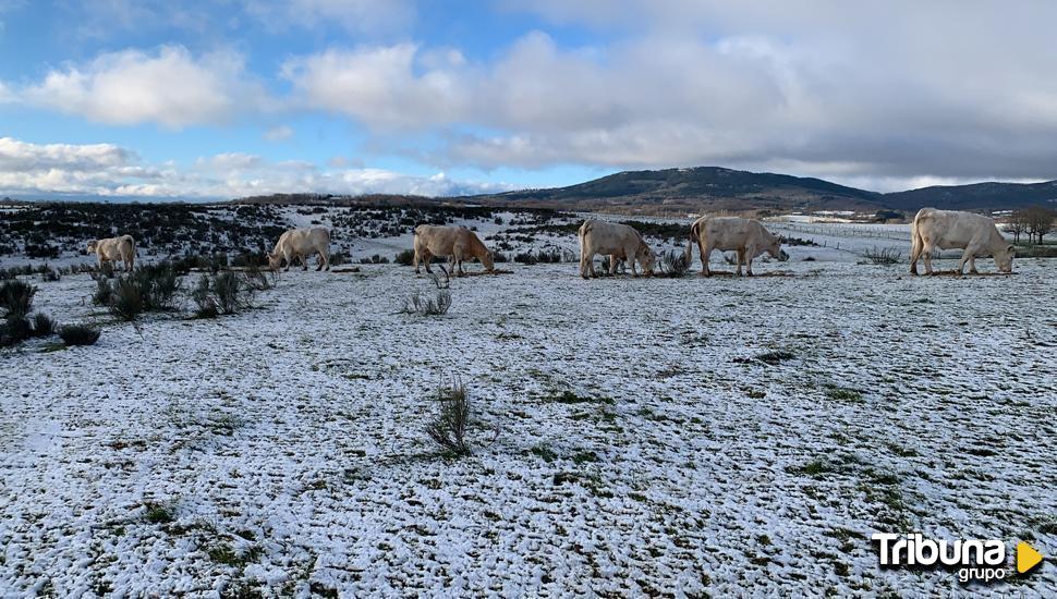 La nieve cubre con su manto la provincia salmantina