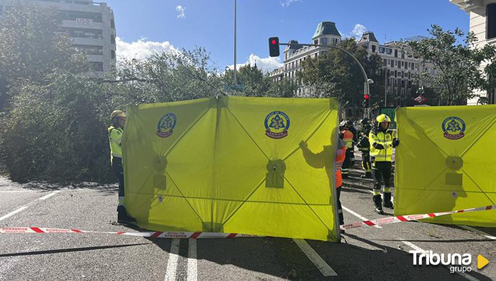 Fallece una joven en Madrid tras caerle un árbol encima por las fuertes rachas de viento