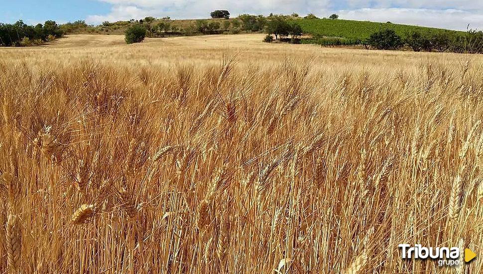 La renta agraria cae un 16,2% en Castilla y León y se sitúa en 2.685,9 millones en 2022