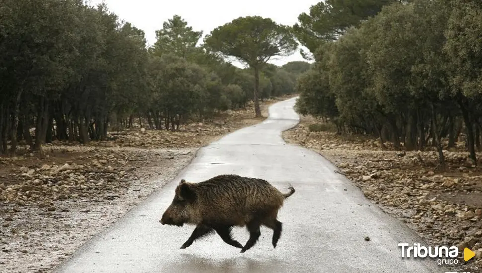 Los tramos de carreteras de Castilla y León con mayor número de accidentes con animales