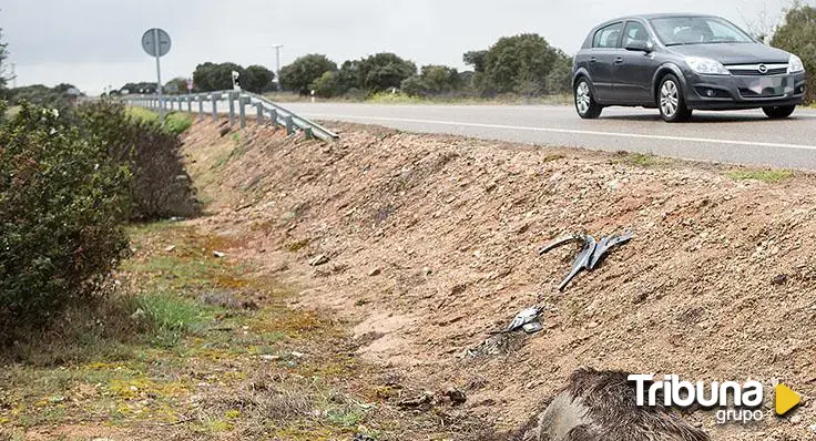 Salamanca supera en un año los 600 accidentes con animales implicados