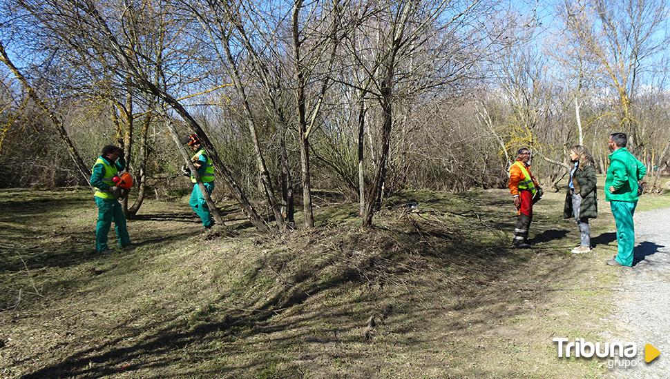 Limpieza de la ribera de la Isla del Soto para evitar incendios tras las crecidas del Tormes