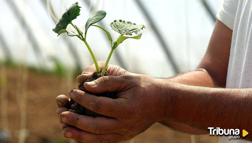 Desmontando los mitos en torno a las plantas: ni afrodisíacos ni filtros para maldiciones 