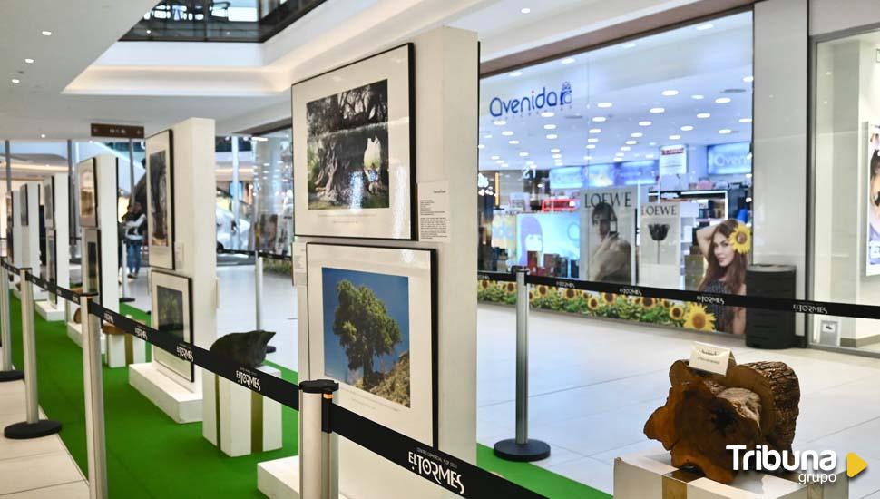 Exposición 'Los Reyes del Bosque' en El Tormes