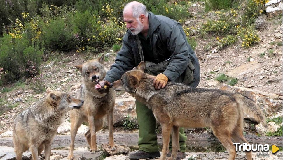 La Junta duplica las ayudas compensatorias a los ataques del lobo y las extiende al norte del Duero