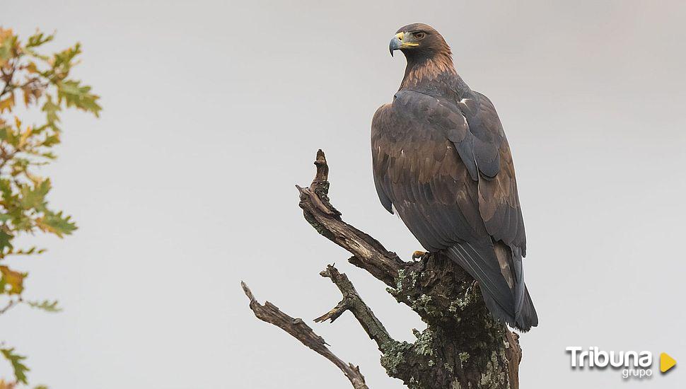 Pases especiales de 'Iberia, naturaleza infinita' este fin de semana en Salamanca