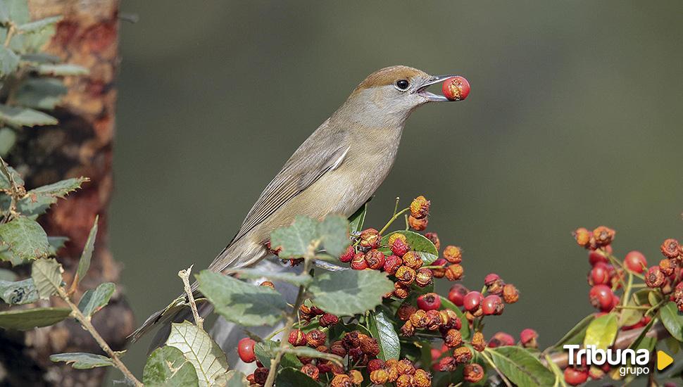 El cambio climático afecta a la reproducción de las aves migratorias