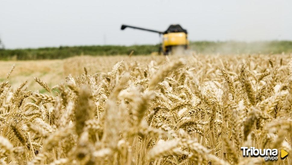 El campo de Castilla y León perece de sed: Ante la segunda peor cosecha de trigo y cebada en diez años