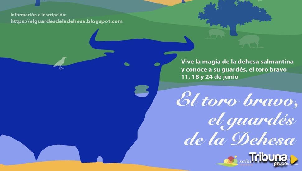 Abren las inscripciones para disfrutar de la experiencia turística 'El toro bravo, el guardés de la dehesa'