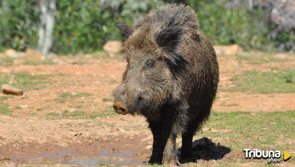 Unidades veterinarias en emergencia cinegética por jabalí en Castilla y León 