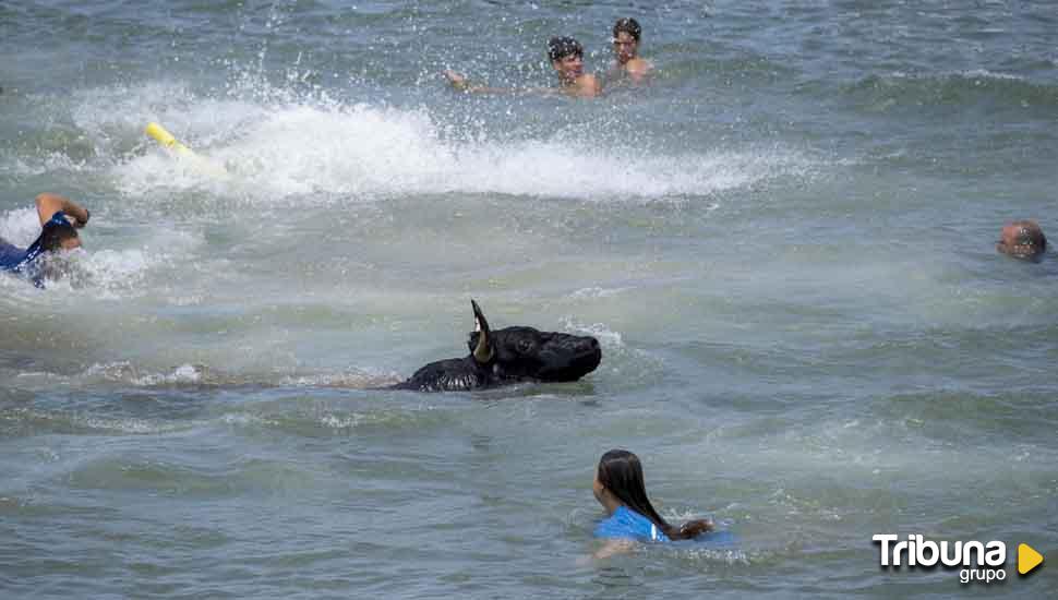 Un toro muere al caer al agua en los 'bous a la mar' de Denia