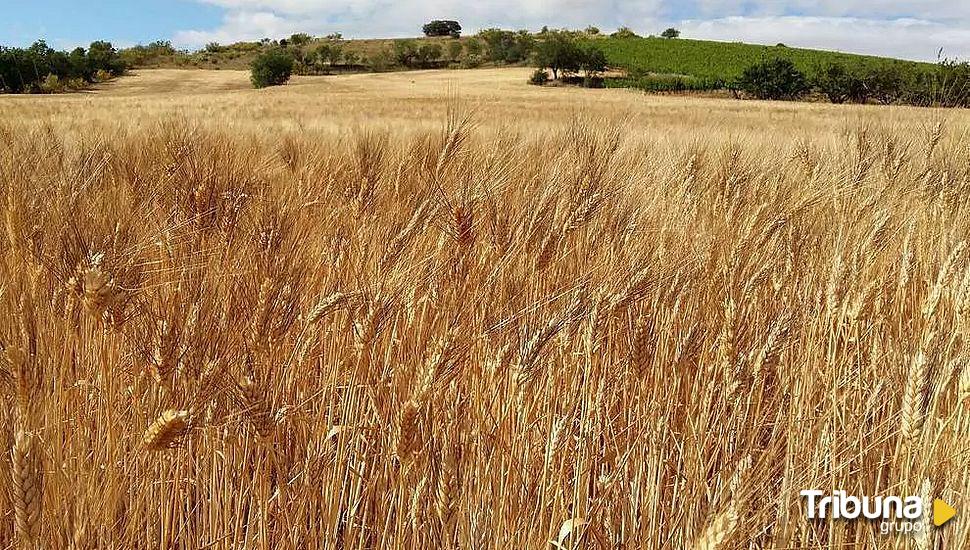 La cosecha de cereal, la segunda peor del siglo en Castilla y León en un año de "extrema sequía"