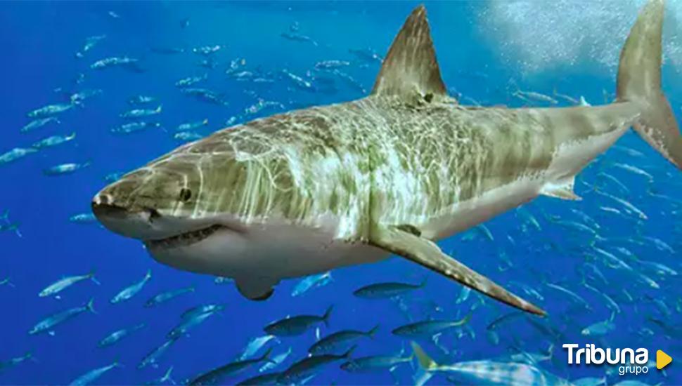 Cuantas filas de dientes tiene un tiburon