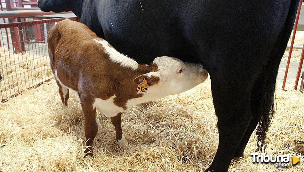 Agricultores y ganaderos reclaman al Gobierno un plan de control "urgente" de la enfermedad hemorrágica epizoótica 