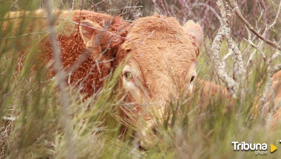 Nuevos focos de enfermedad hemorrágica epizoótica en Salamanca, Ávila y Zamora