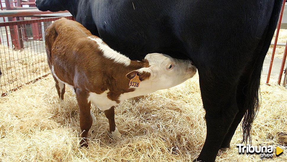 Los veterinarios vinculan la Enfermedad Hemorrágica Epizoótica con el aumento de la fauna silvestre y la sequía