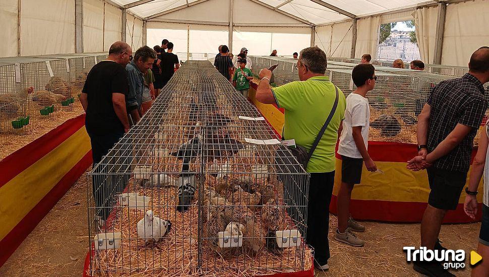 Salamaq avícola: de las gallinas de huevos azules al pavo de 14 kilos 