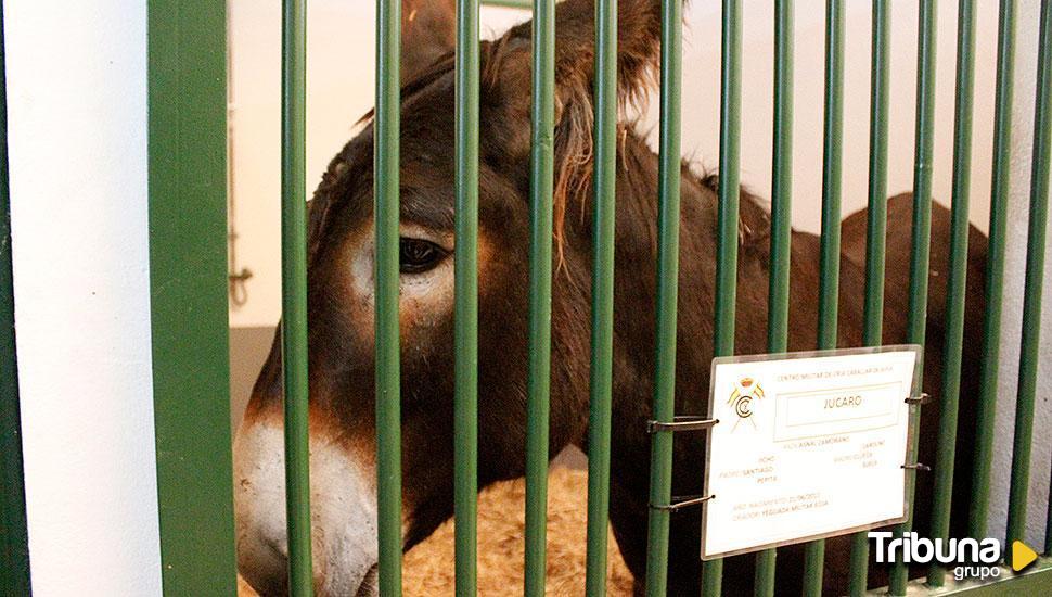 Así es el ganado equino de Salamaq: una nave para burros zamoranos y caballos militares