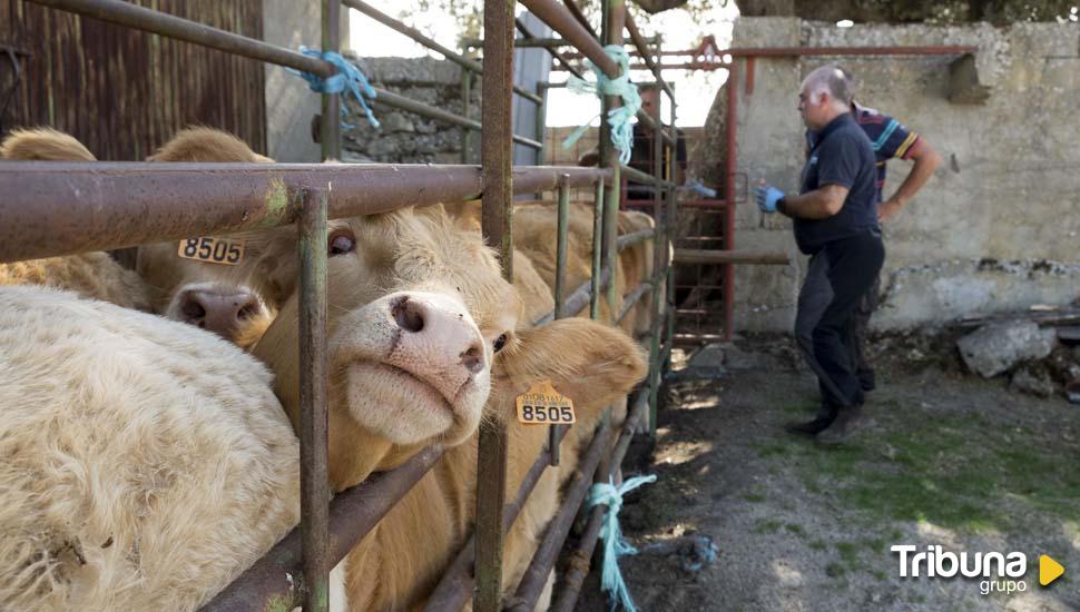 Los veterinarios, al pie del cañón contra la EHE: "cuando llegas a casa te dan ganas de echarte a llorar"